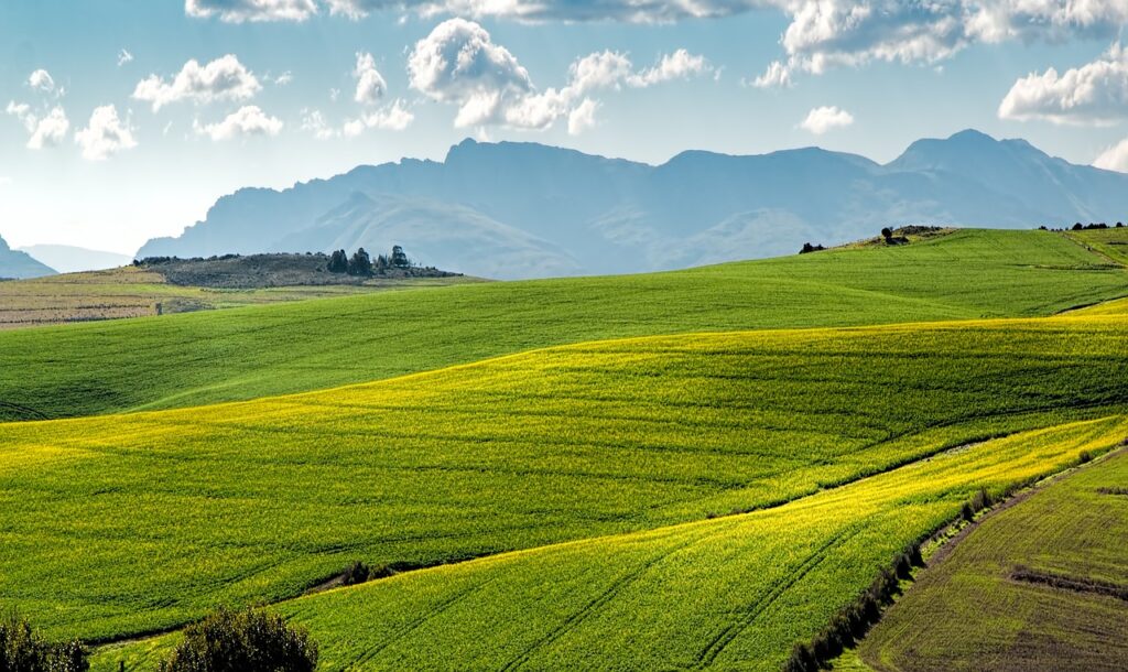 canola fields, green, rolling hills