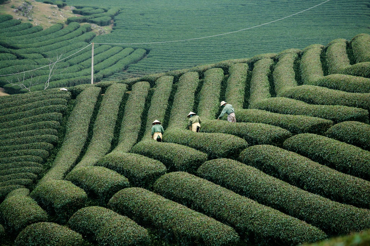 vietnam, farming, agriculture